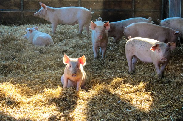 Schweine auf dem Biohof Ostendorff